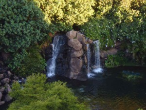 maui (10)