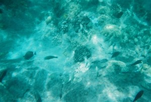 snorkel_lanai (10)