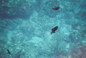 snorkel_lanai (12)