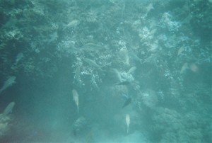 snorkel_lanai (14)