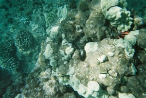 snorkel_lanai (17)