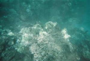 snorkel_lanai (18)