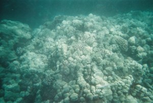 snorkel_lanai (19)