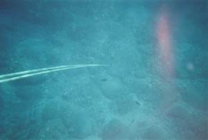 snorkel_lanai (2)