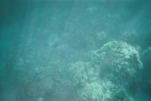 snorkel_lanai (20)