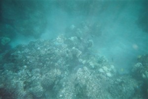 snorkel_lanai (21)