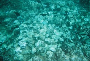 snorkel_lanai (23)