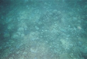 snorkel_lanai (24)