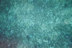 snorkel_lanai (25)