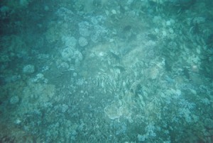 snorkel_lanai (26)