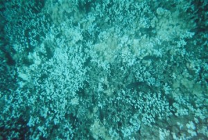 snorkel_lanai (27)