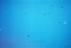snorkel_lanai (3)