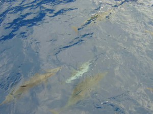 snorkel_lanai (34)