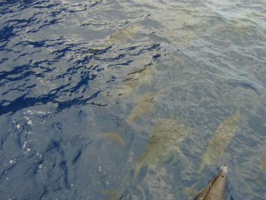 snorkel_lanai (35)