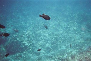 snorkel_lanai (4)