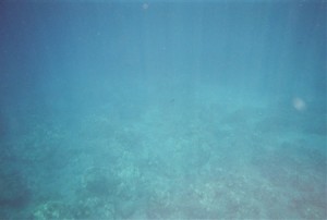 snorkel_lanai (7)